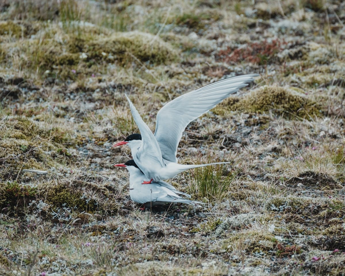 Two Arctic terns on Icelandic tundra during breeding season