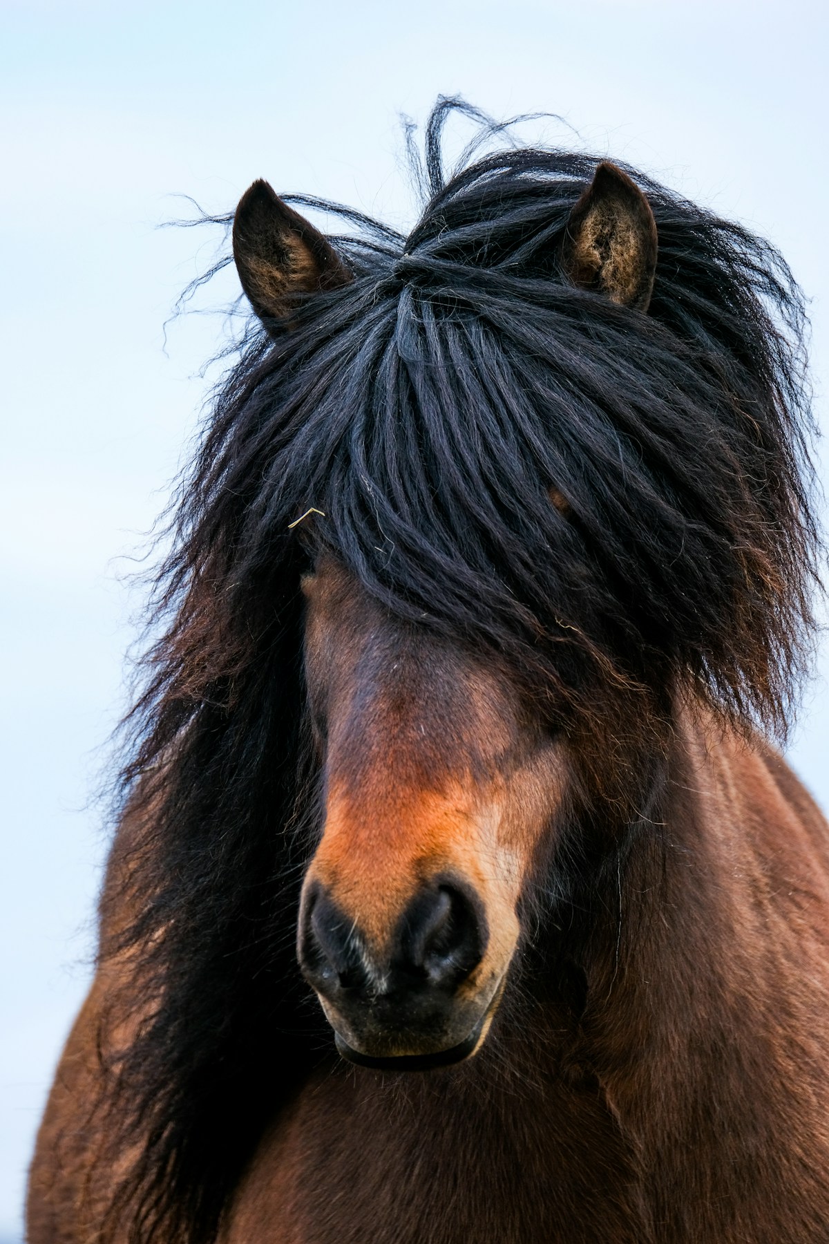 Icelandic horses running in a field with mountains behind them in Iceland