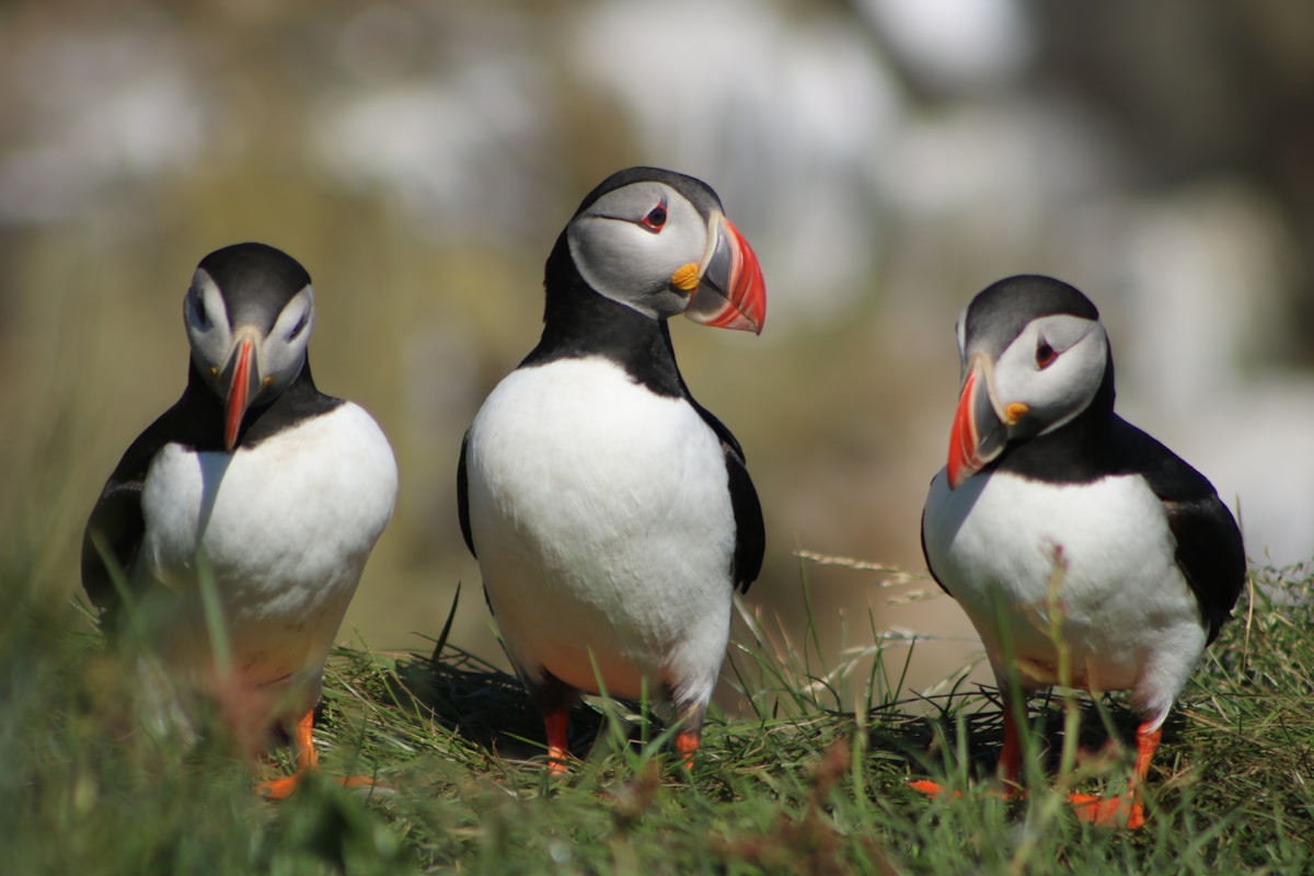 Atlantic puffins on a cliff in Iceland during summer