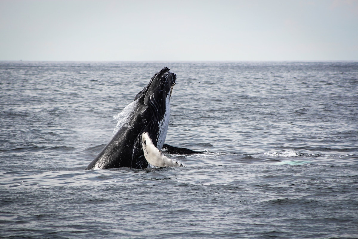 Humpback whale breaching near a whale watching boat in Reykjavík