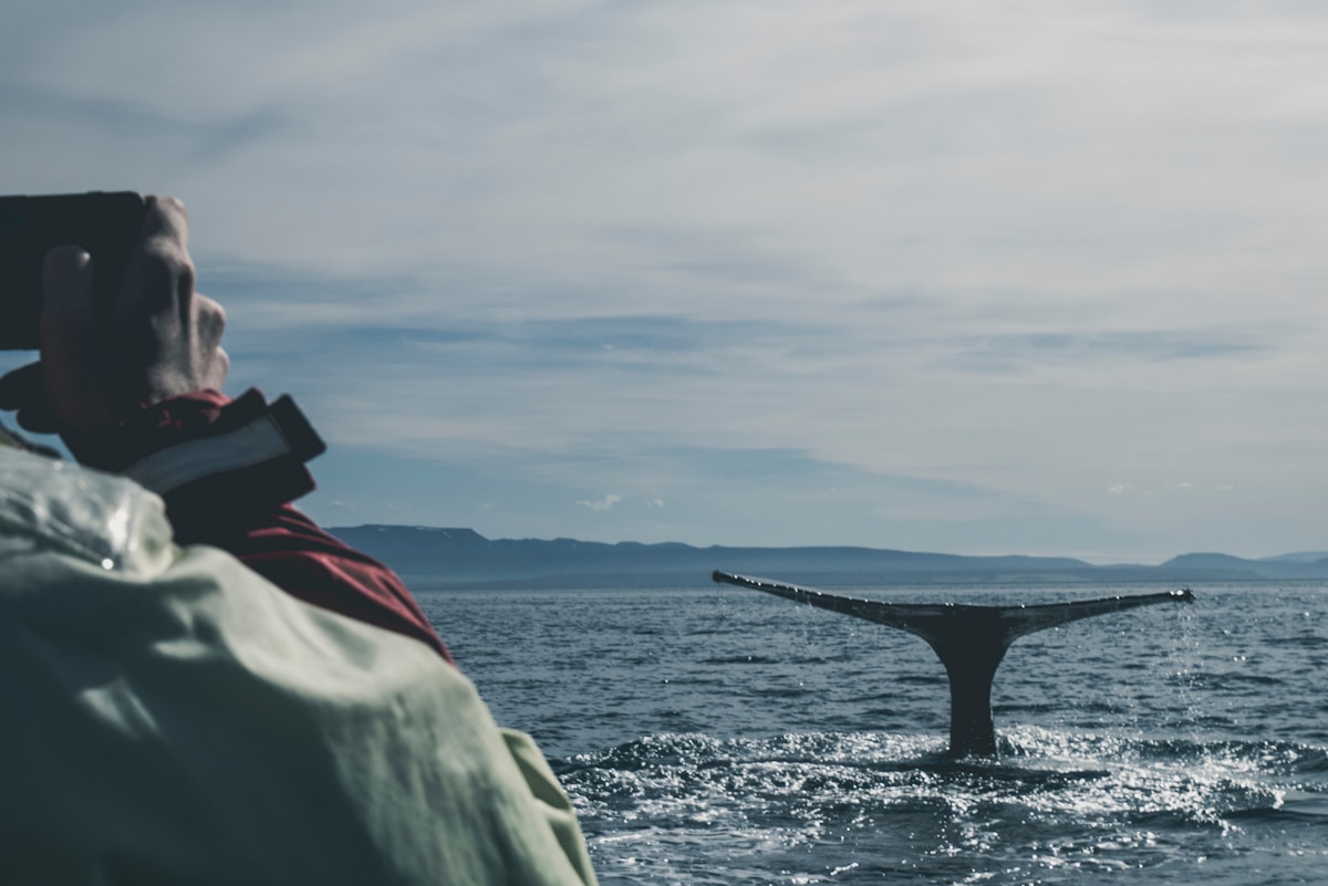 A whale tail surfaces from the ocean during a whale watching tour in Húsavík, Iceland