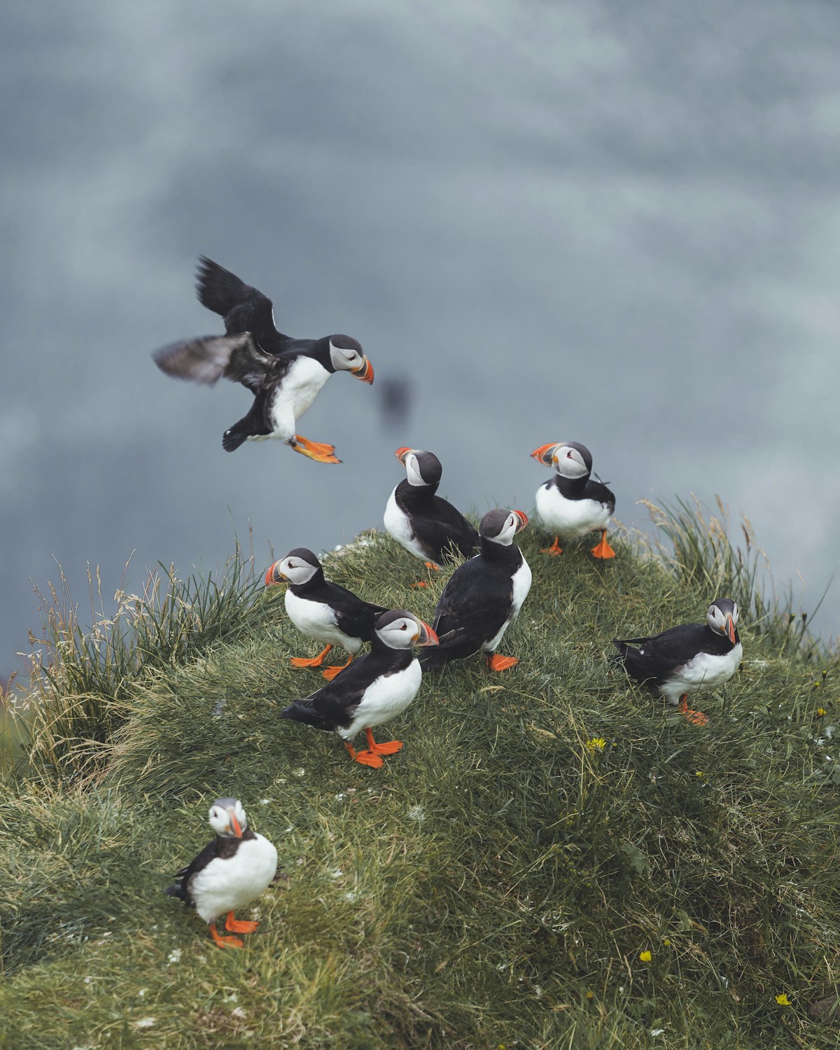 Atlantic puffins on a grass-covered sea cliff, Westman Islands Iceland