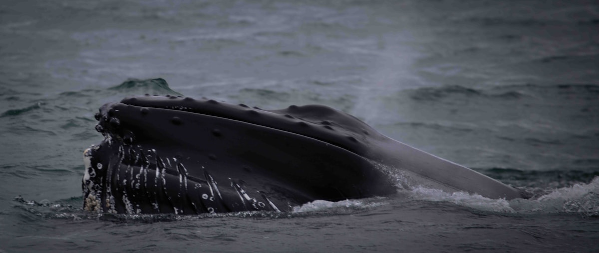 Humpback whale surfacing in the waters off Húsavík, north Iceland