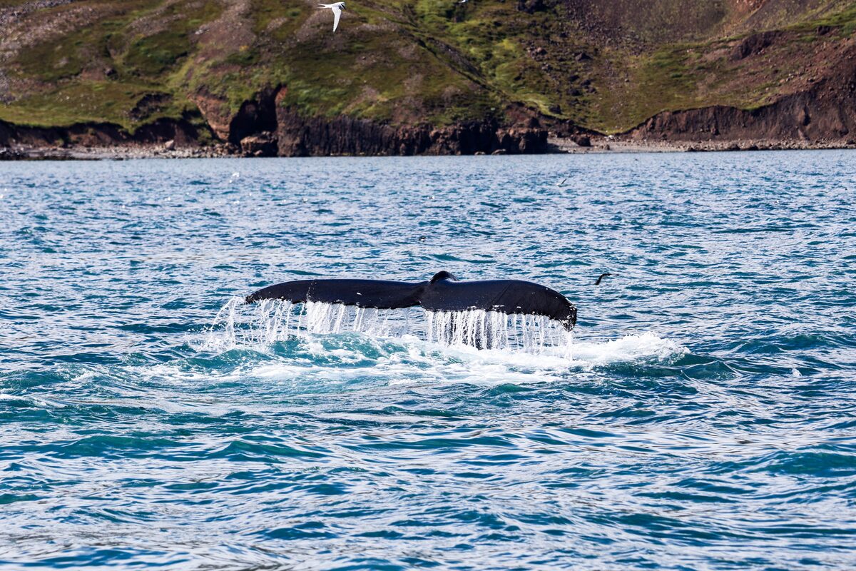 Humpback whale tail rising from turquoise water off the Icelandic coast near Húsavík