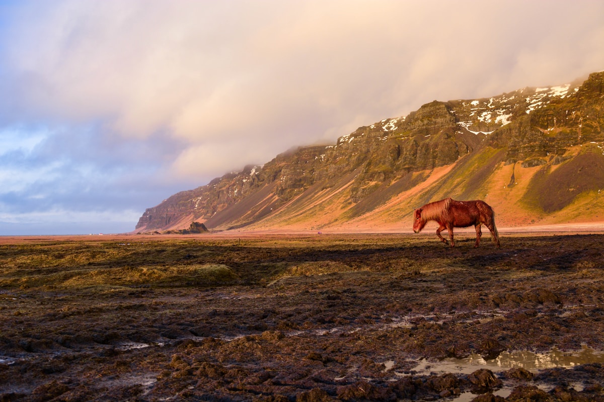 Brown Icelandic horse grazing on volcanic plain with dramatic coastal cliffs and clouds, Iceland