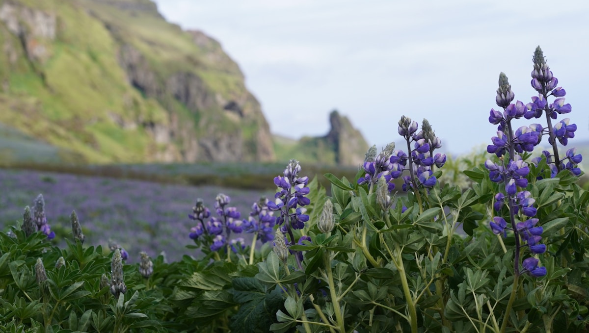 Purple lupine flowers blooming on coastal hillside, Dyrhólaey, Iceland — April