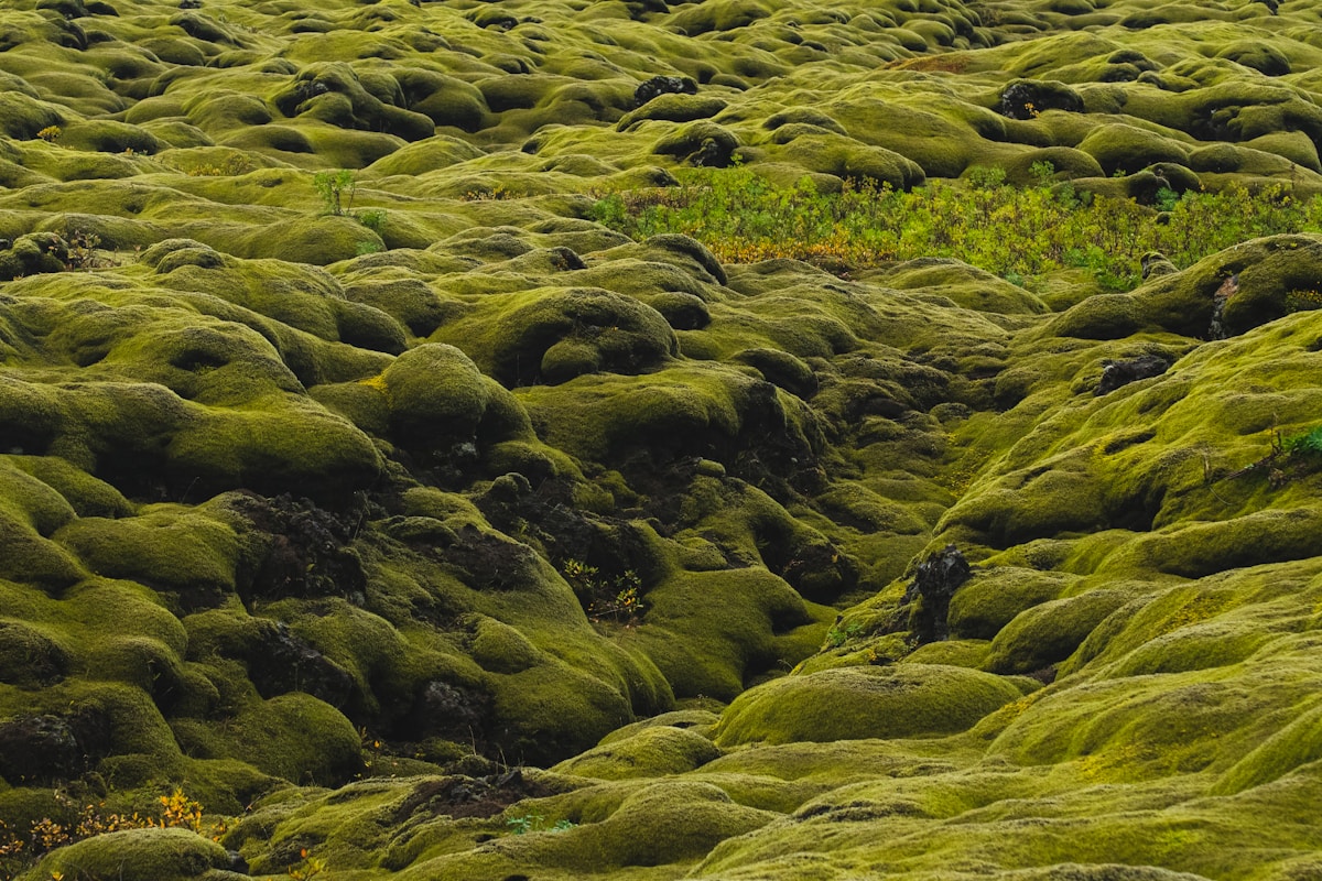 Lush green moss covering undulating volcanic lava landscape at Kirkjubæjarklaustur, Reykjanes area, Iceland
