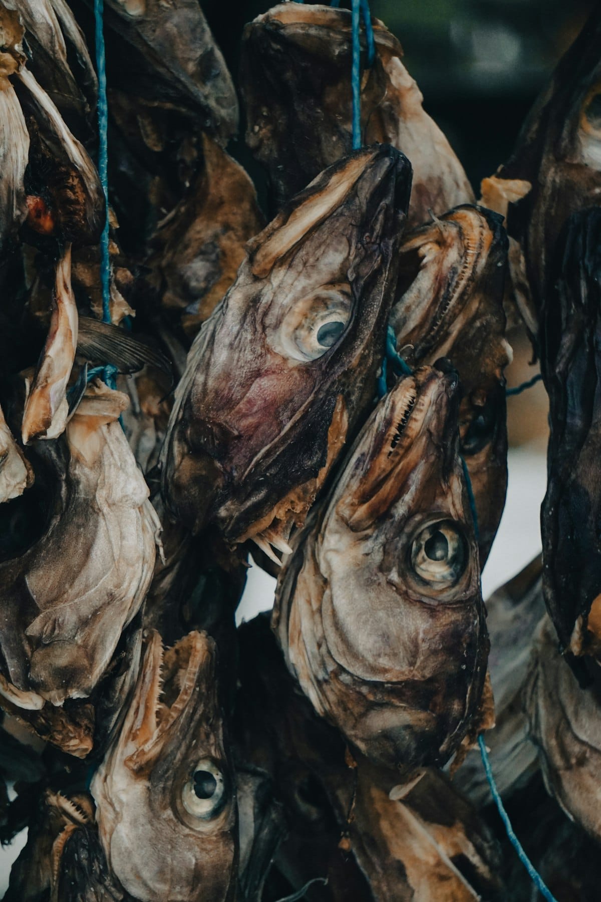 Harðfiskur - traditional Icelandic dried fish heads hanging from ropes to cure