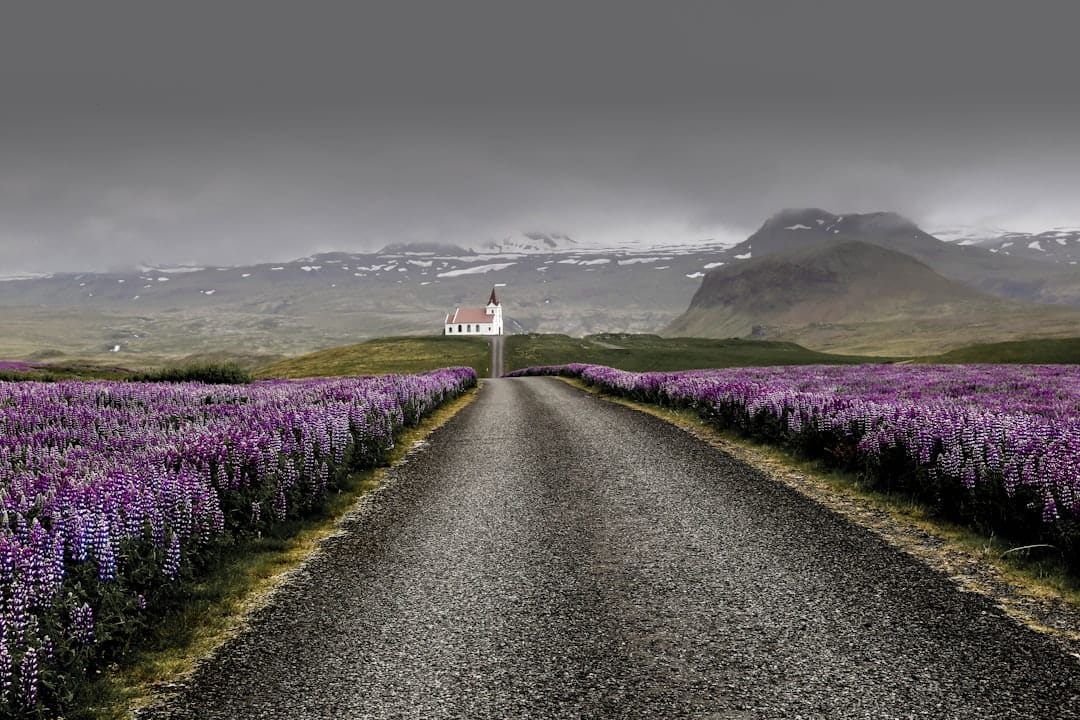Lupine-lined road leading to white church, snowy Westfjords mountains beyond